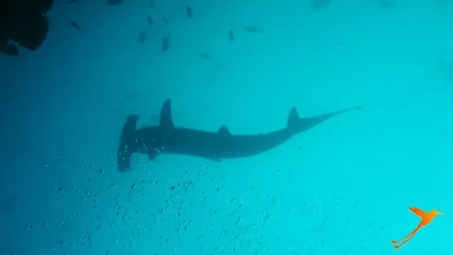 hammerhead shark swimming in the pacific