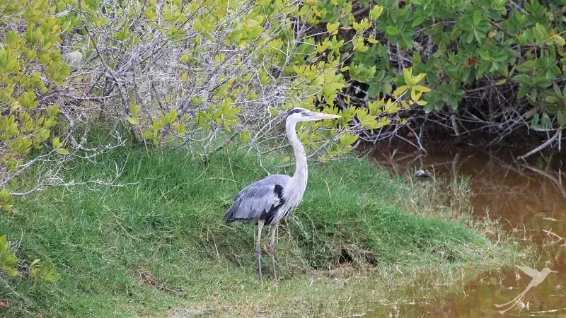 Heron Elizabeth Bay Galapagos