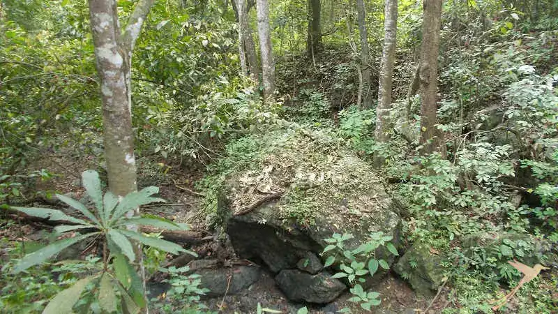Enjoy tropical coastal forest while walking on the howler monkey trail of Manglares Churute