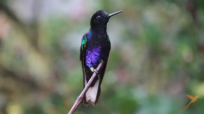 kolibri in the cloud forest near mashpi lodge