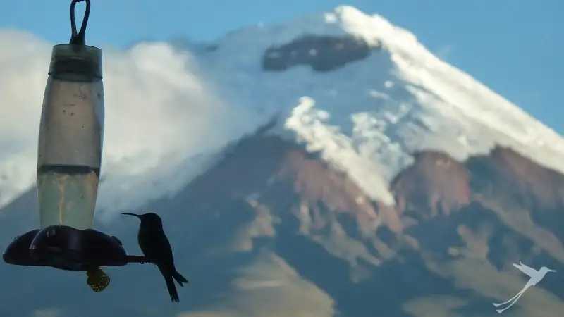 colibrí en un comedero cerca del Cotopaxi