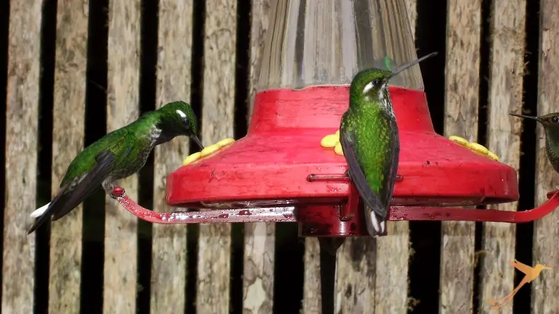 Birdwatching - What do to in Mindo