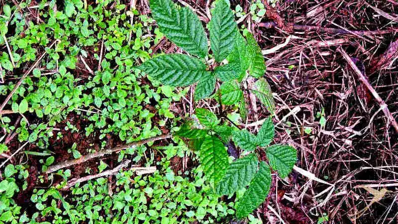 Planting new plants is an important activity of Jocotoco.