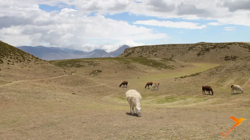 landscape around the Cochasqui site