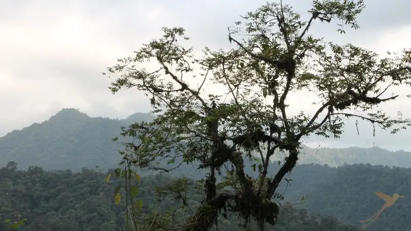 landscape Mashpi Lodge Ecuador