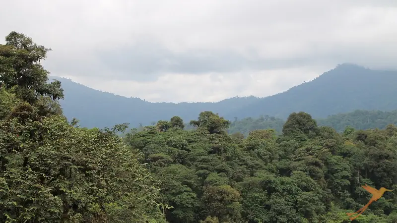 landscape of the Mashpi Lodge in the cloud forest