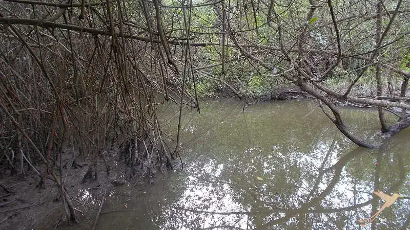 Between the roots of the mangroves live colorful crabs.