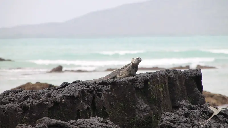 Iguana rock Galapagos Islands