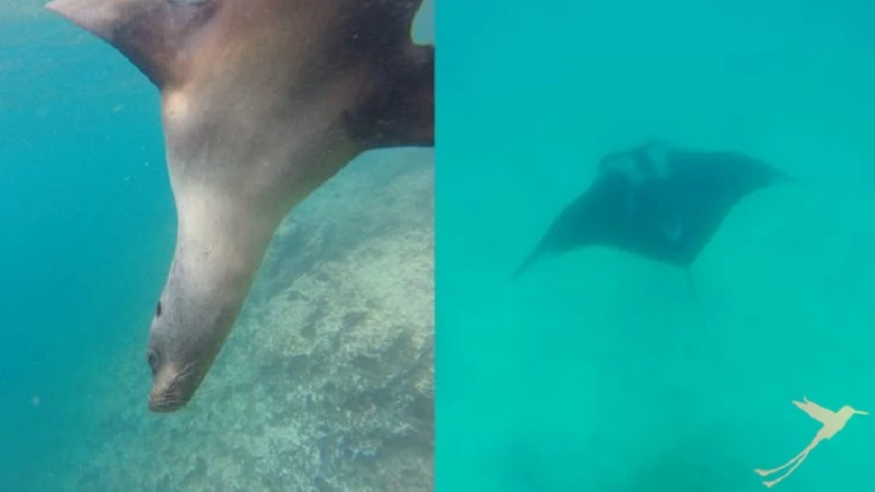 Discover amazing marine life on Santa Cruz Island
