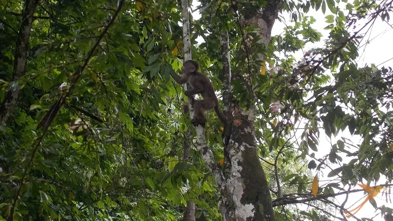monkey in the region of Tena