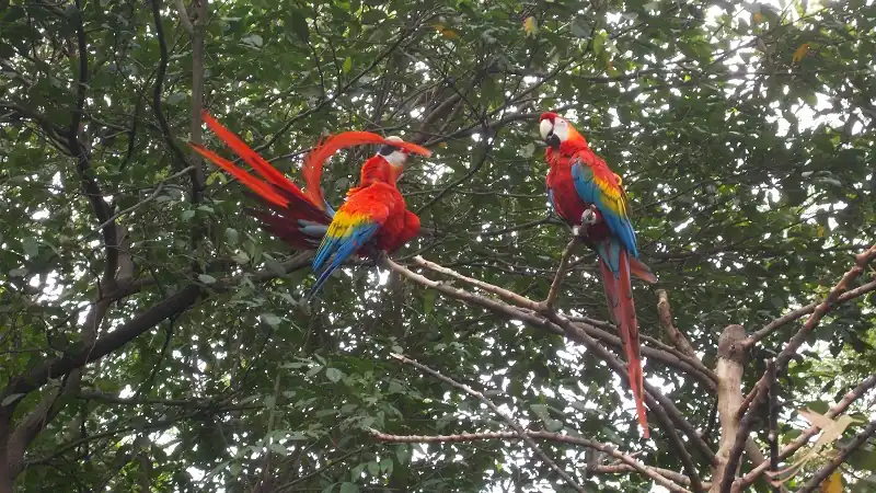 parrots in the Parque historico in Guayaquil