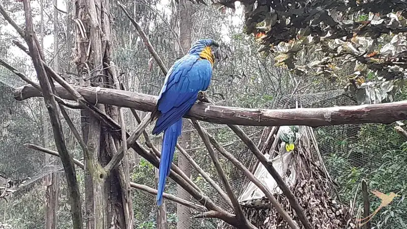 Parrot at the Amaru Biopark