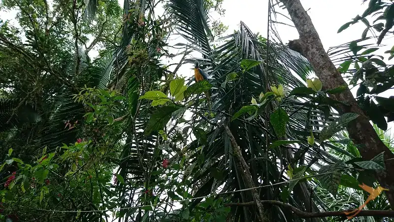 parrot in the trees in the Indichuris community