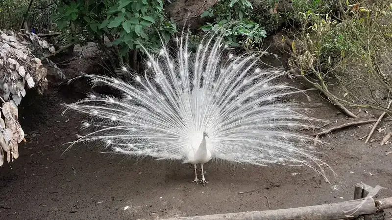 peacock at the Amaru Biopoark