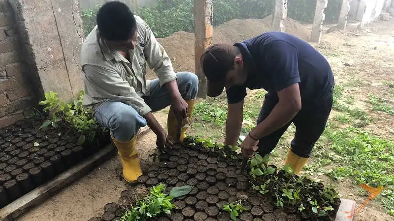Young plants are prepared for planting them in the reserves