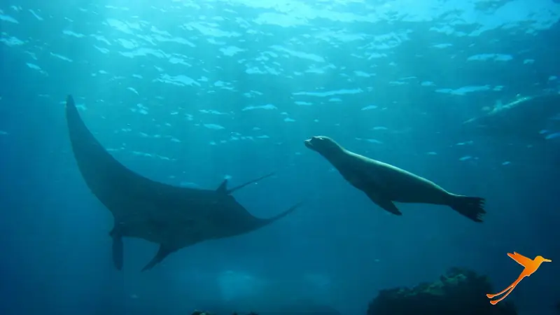 ray and sea lion in the Pacific ocean