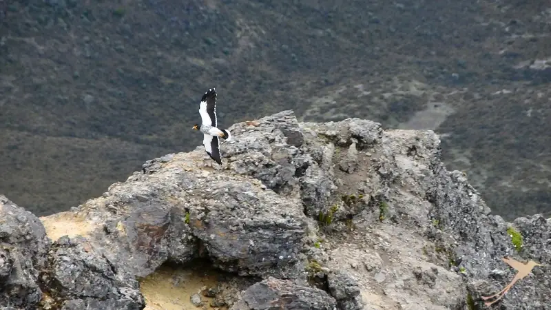 With some luck you can observe raptors during your hike.