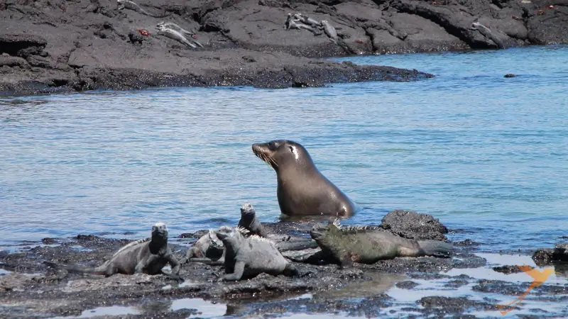 sea lion and iguanas at Tintoreras Galapagos Islands