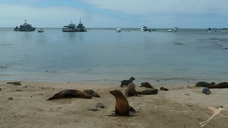 Watch playful sealions from up close on the Galapagos