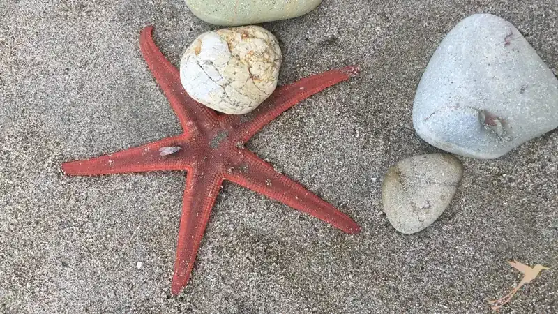 Sea Star in the sand in Puerto López Ecuador