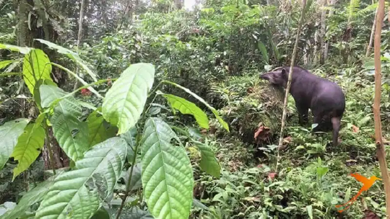 Tapir in the Parque Amazónico "La Isla" Ecuador Tena