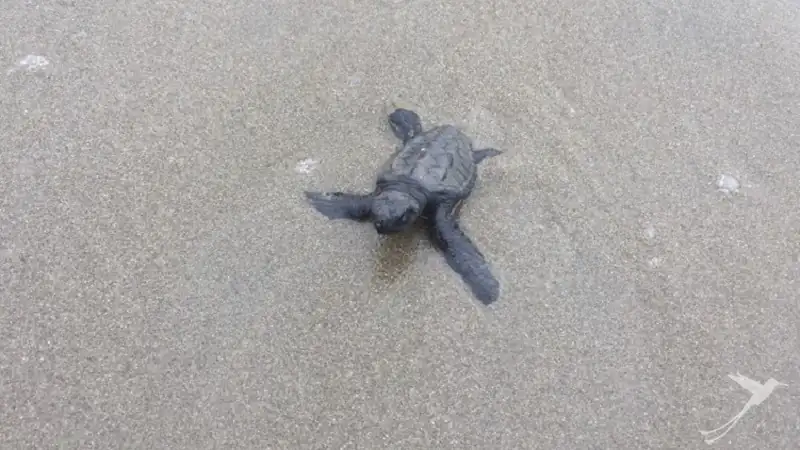 baby turtle on the beach of Puerto López Ecuador