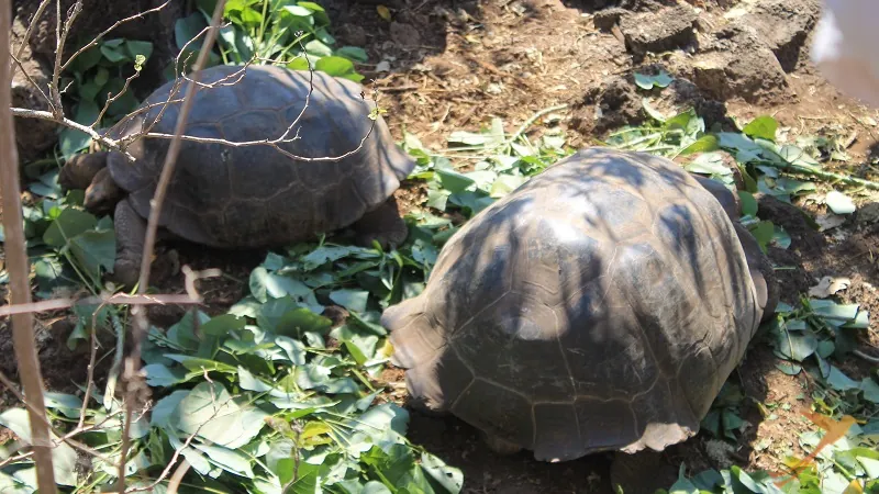 Arnaldo Tupiza tortoise breeding centre Galapagos Gruise