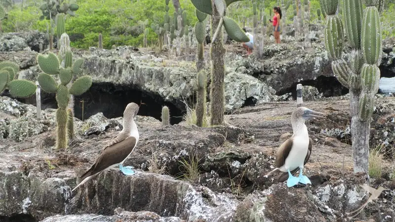 Blue footed boobie