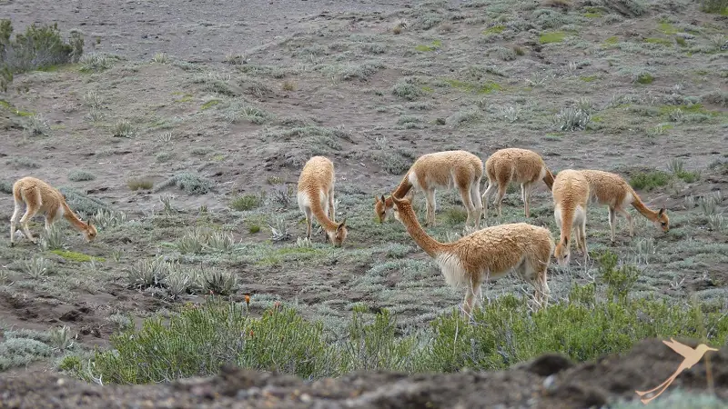 vicuñas on the chimborazo volcano in Ecuador