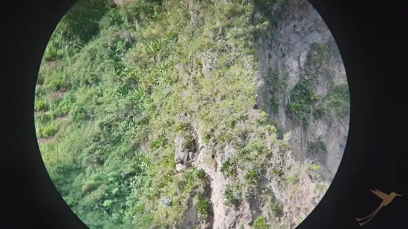 through binoculars you can view the Andean bears