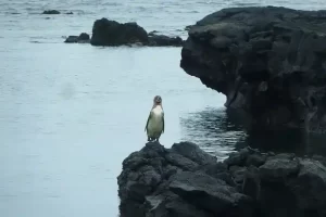penguin on the Galapagos islands
