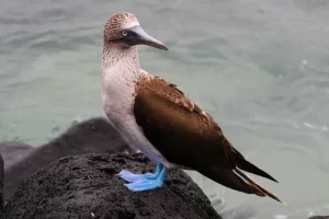 blue footes booby on a rock