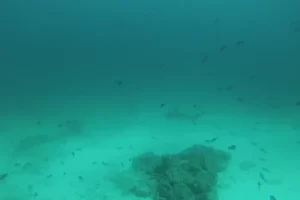 shark in the pacific at Galapagos