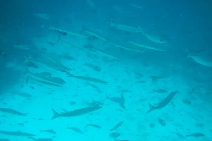 sea life of Galapagos