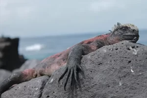 marine iguana sleeping on a rock
