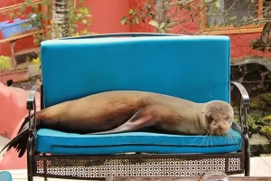sea lion laying on a bench