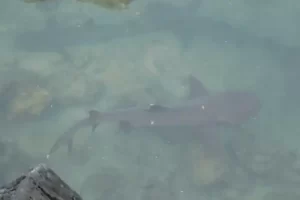 white tipped reef shark near Isabela Island