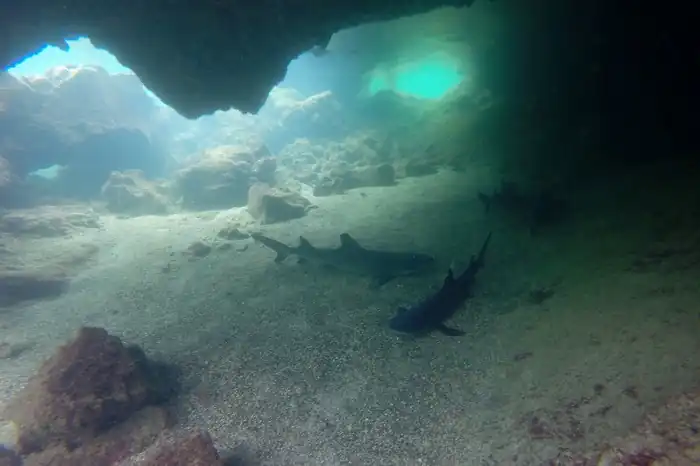 white tipped sharks at the ground of the ocean