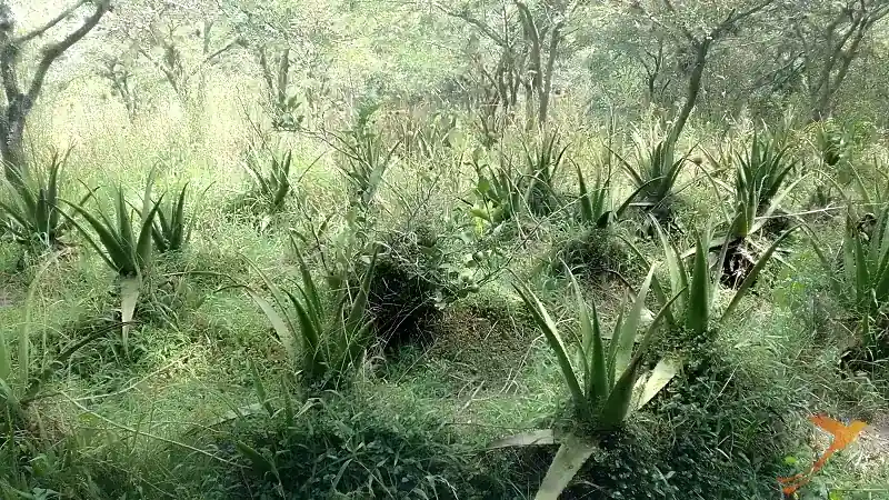 Aloe and Agave plants at Hacienda Verde