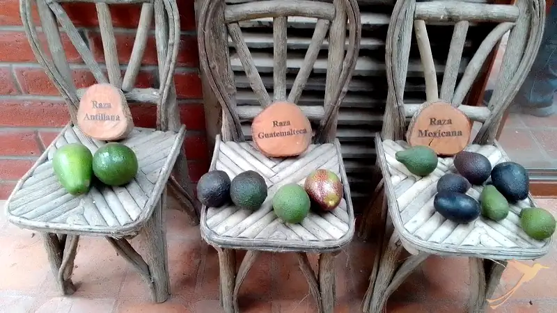 a Avocado museum is part of the Hacienda Verde