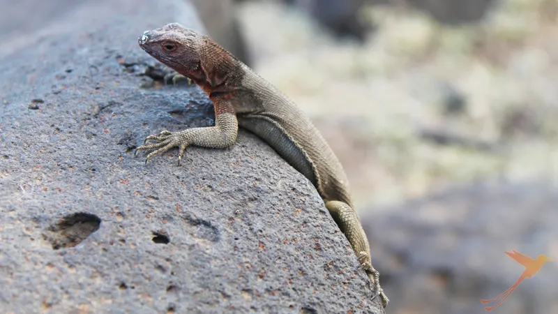 Baby marine Iguana on a rock on Galapagos
