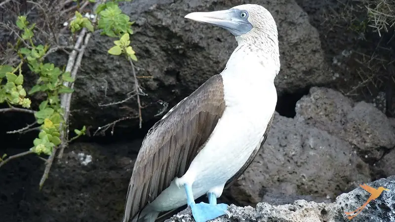 piquero de patas azules en las islas Galápagos