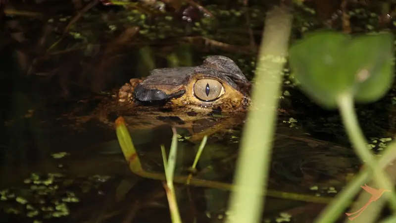caiman in the Napo river