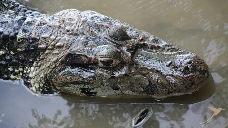 caiman in the water in the Yasuni
