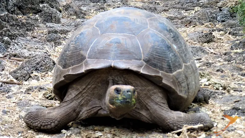 Tortuga en la estación científica Charles Darwin en la isla Santa Cruz