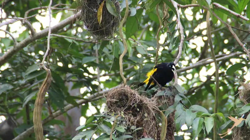 parrot in the tree in Cuyabeno
