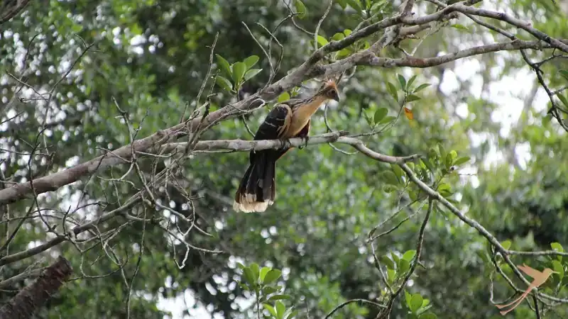 Hoatzin in the Amazon at Yasuni National Park