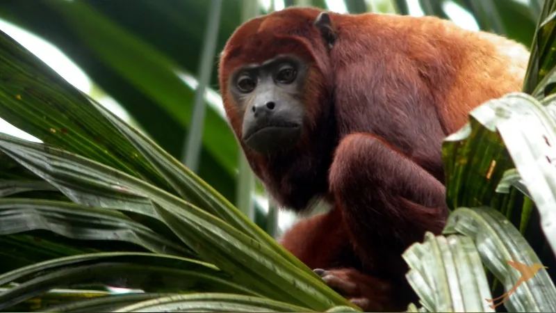 howler monkey in the Yasuni national Park