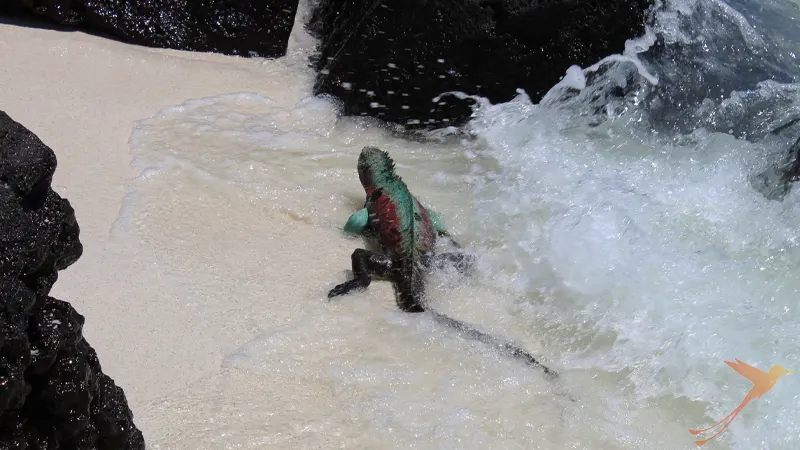 Marine iguana at the beach