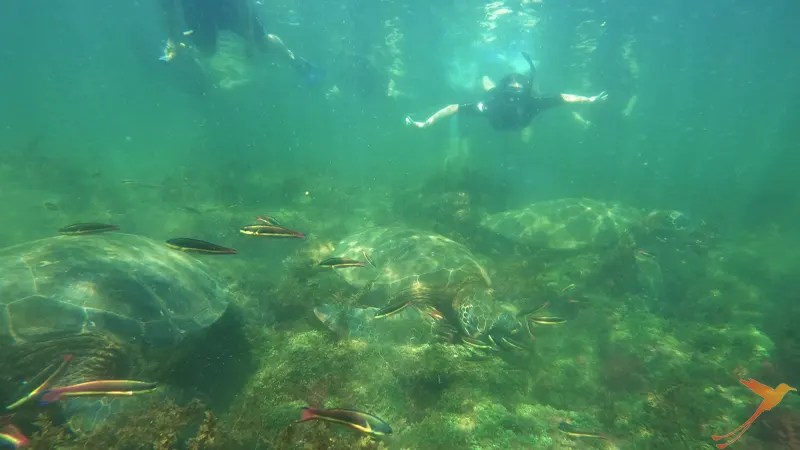 snorkling tour Los tunneles on Isabela Island